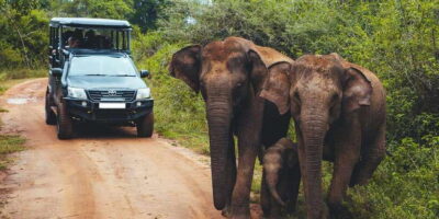 Hikkaduwa/Galle/Unawatuna/Mirissa: Udawalawa Safari - The South Coast Pickup That Keeps Your Day Simple