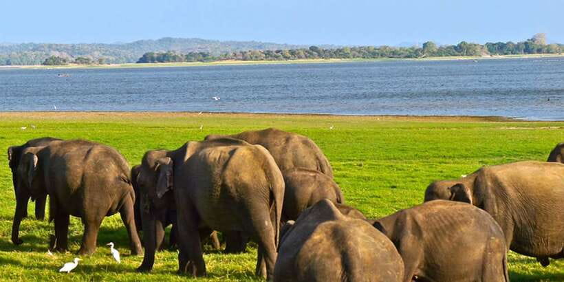 Hikkaduwa/Galle/Unawatuna/Mirissa: Udawalawa Safari - Wildlife Beyond Elephants: Crocodiles, Buffalo, and Birds
