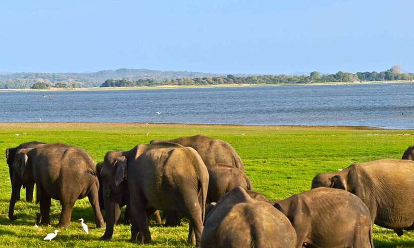 Hikkaduwa/Galle/Weligama/Mirissa/Tangalle: Udawalawa Safari - Udawalawe National Park safari: why elephants steal the show
