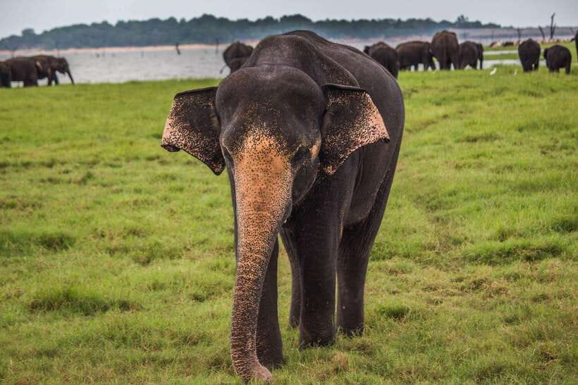 Hikkaduwa/Galle/Weligama/Mirissa/Tangalle: Udawalawa Safari - The 4x4 jeep game drive: what you’ll see and how to watch