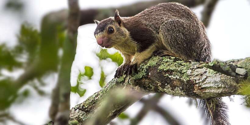 Hikkaduwa/Galle/Weligama/Mirissa/Tangalle: Yala Safari Tour - Comfort on the road, and the small things to watch