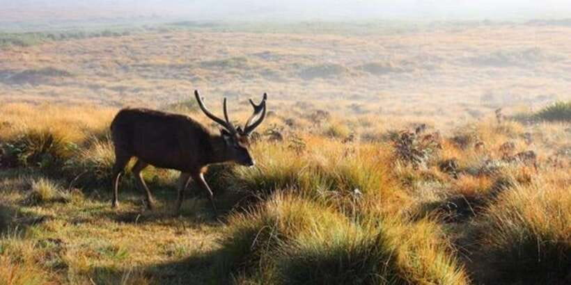 Horton plains: Discover real essence of central highland - Key highlights worth waking up for