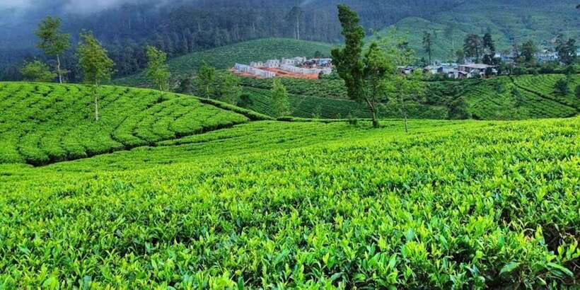 Horton plains: Discover real essence of central highland - Waterfall break and optional Gregory Lake sunset walk