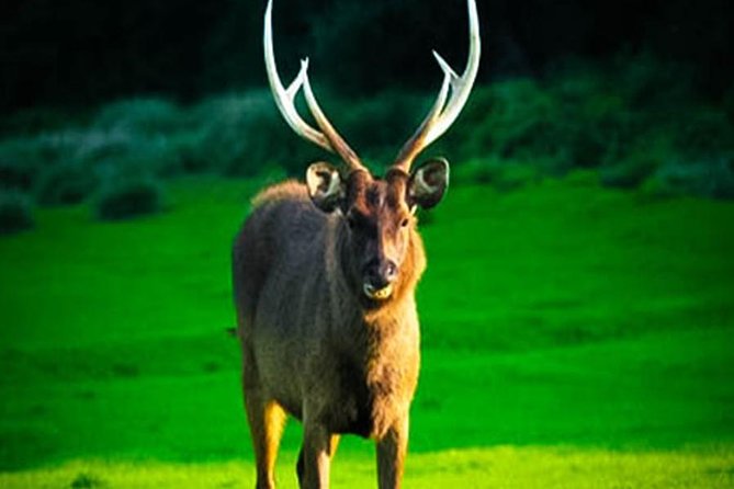 Horton Plains-World's End Tour From Nuwaraeliya - Baker’s Falls: the payoff isn’t just cliffs