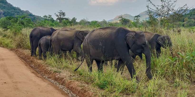 Hurulu Eco Park: 3-Hour Morning or Evening Safari - Key reasons this safari works