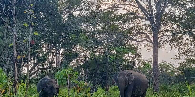 Hurulu Eco Park: 3-Hour Morning or Evening Safari - Where Hurulu Eco Park fits on Sri Lanka’s elephant circuit