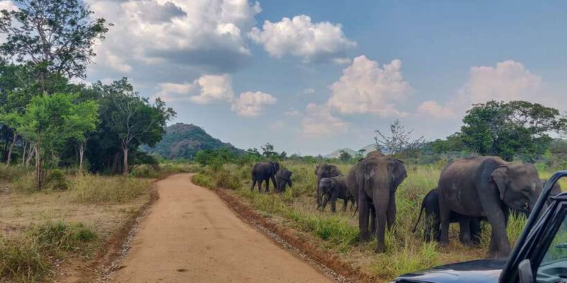 Hurulu Eco Park: 3-Hour Morning or Evening Safari - Hurulu Forest Reserve and Hurulu Wewa: the main search area