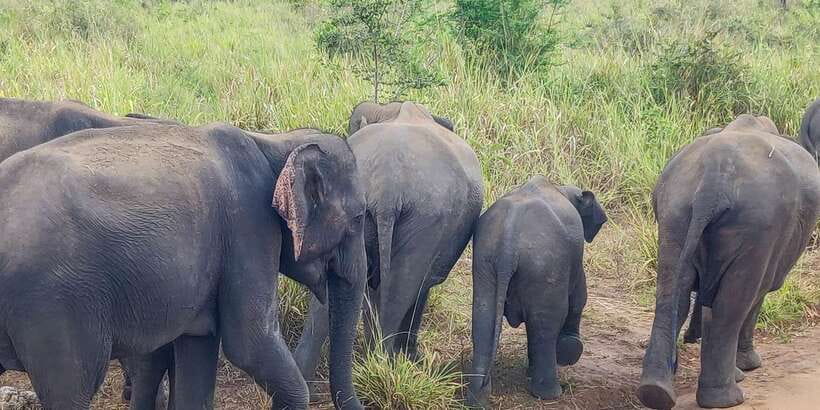 Hurulu Eco Park: 3-Hour Morning or Evening Safari - Elephants first: how the tracker helps you see them well