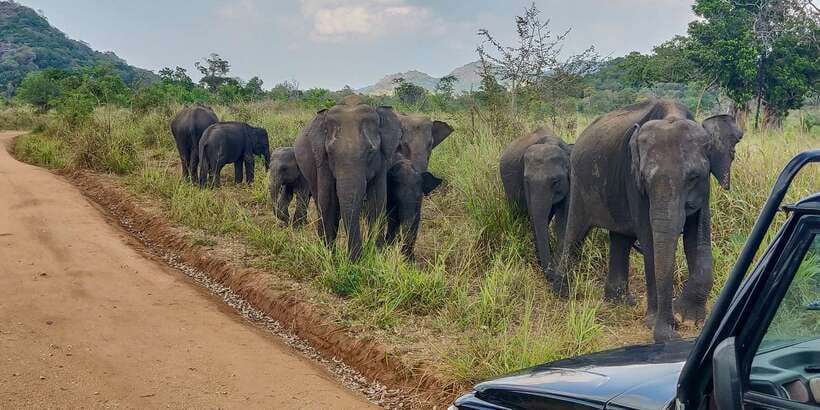 Hurulu Eco Park: 3-Hour Morning or Evening Safari - Should you book the Hurulu Eco Park 3-hour safari?