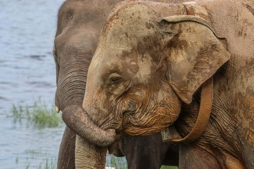 Hurulu Eco Park Habarana Elephant Safari including tickets - Hurulu Eco Park Elephant Safari: what the wildlife experience feels like