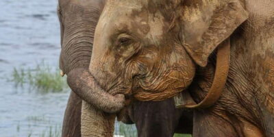 Hurulu Eco Park Habarana Elephant Safari including tickets - Jeep time with Thilini Safari drivers: how you actually get close