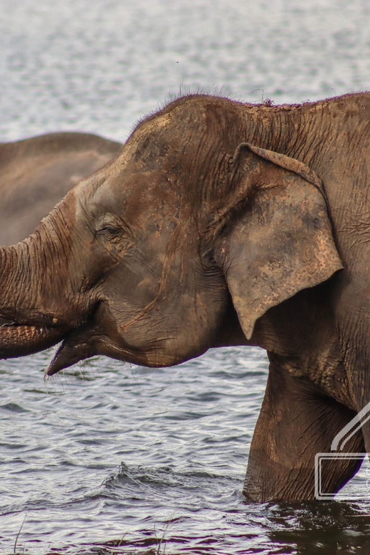 Hurulu Eco Park Habarana Elephant Safari including tickets - Price and value: is $38 a good deal for this area?