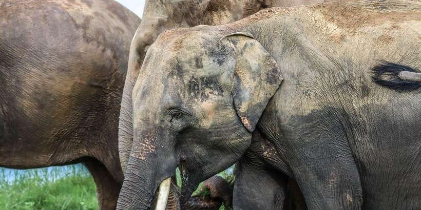 Hurulu Eco Park Habarana Elephant Safari including tickets - If you want extra food experiences, know what’s available