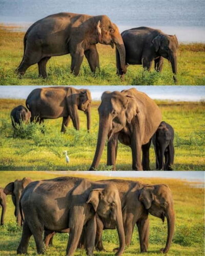 Hurulu Eco Park Habarana Wild Elephant Safari - Morning safari: sunrise light and elephant-focused luck
