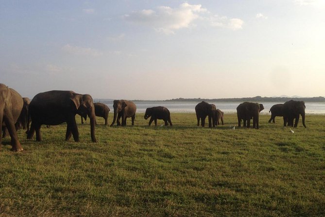 Hurulu eco park jeep safari - Why a half-day jeep safari works so well from Sigiriya