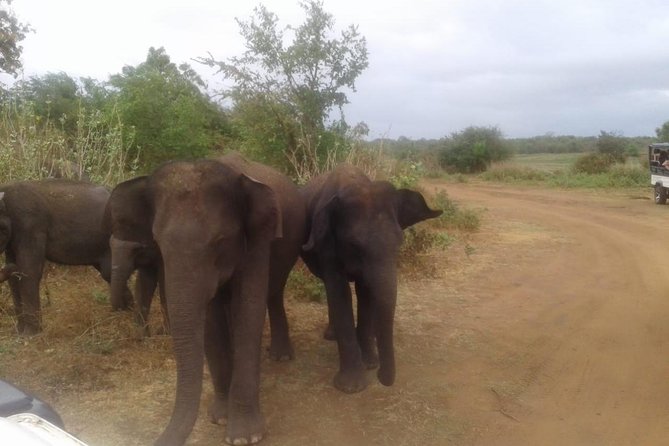 Hurulu eco park jeep safari - Picking the best time: early slot or afternoon for elephants
