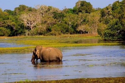 Hurulu eco park jeep safari - Hurulu Eco Park vs Minneriya: what you’re really chasing