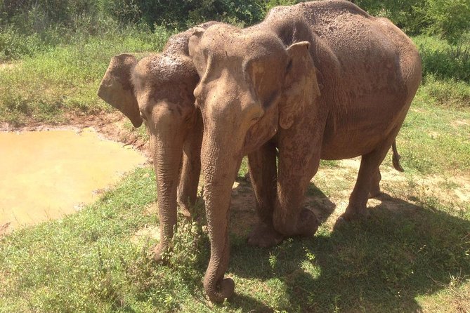 Hurulu eco park jeep safari - Price and logistics: what the $50 booking actually turns into