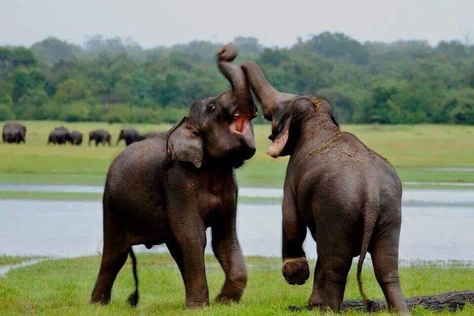 Hurulu eco park jeep safari - What makes the safari feel good on the ground