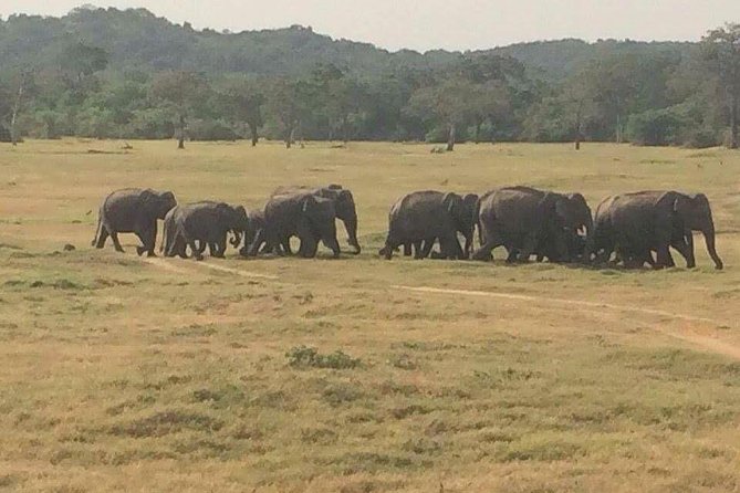 Hurulu eco park jeep safari - Weather, timing slips, and the reality of “park days”