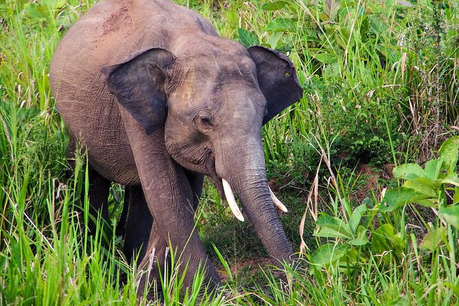Hurulu Eco Park Private Safari - Hurulu Eco Park: the elephant corridor you’ll actually drive