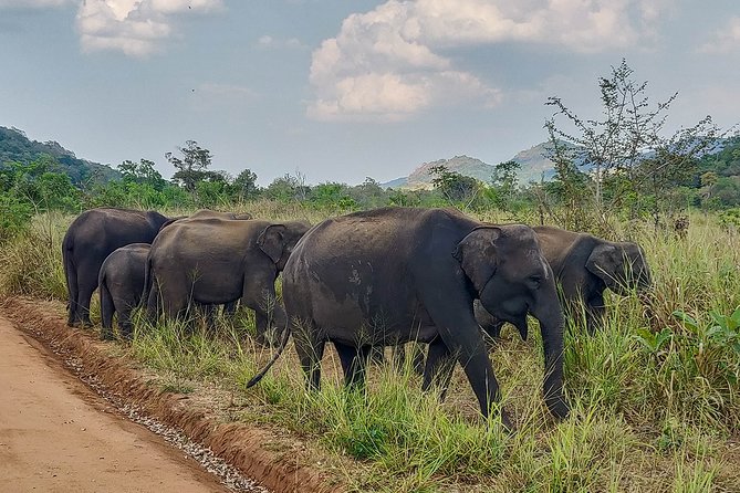 Hurulu Eco Park Private Safari from Habarana - What a 3-hour private safari drive feels like in a 4WD jeep