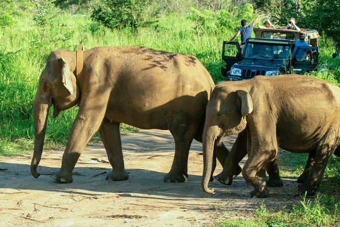 Hurulu Eco Park Private Safari from Habarana - The jeep crowd problem: why elephant traffic can ruin the vibe