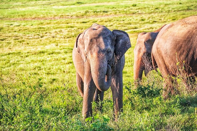 Hurulu Eco Park Private Safari from Habarana - Price and value: is $38 per person a good deal here?