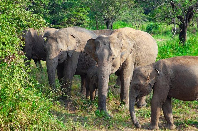 Hurulu Eco Park Private Safari from Habarana - The Hurulu habitat checklist: why this park is more than a one-animal stop