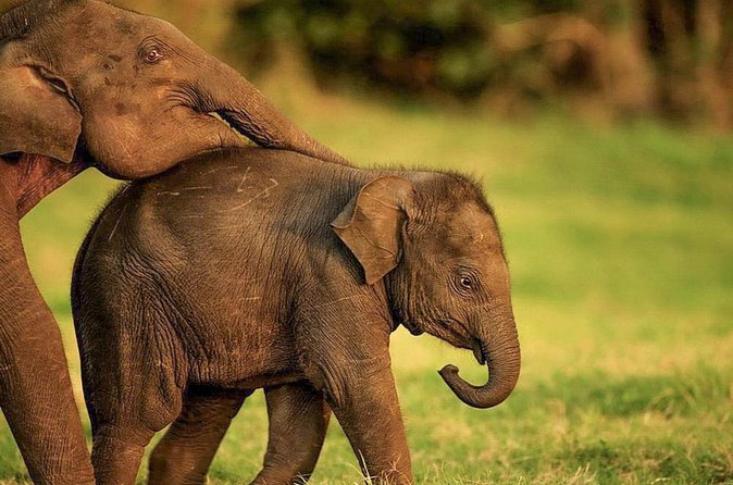 Hurulu Eco Park Private Safari from Habarana - Should you book the Hurulu Eco Park private safari?