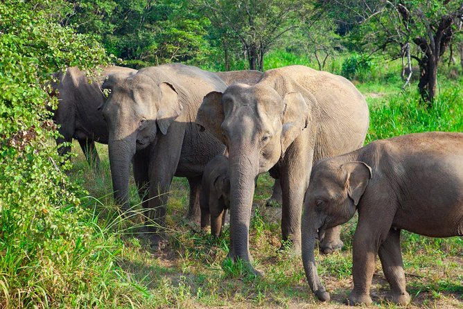 Hurulu Eco Park Private Safari from Sigiriya - Hurulu Eco Park: what a 4WD game drive is really like