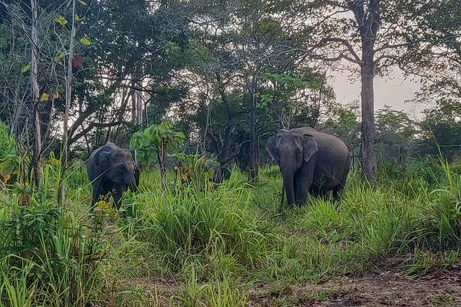 Hurulu Eco Park Private Safari from Sigiriya - Should you book the Hurulu Eco Park Private Safari from Sigiriya?