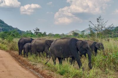 Hurulu Eco Park Private Safari from Sigiriya - Price and logistics: what $38 really buys