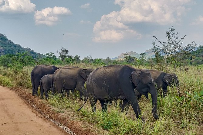Hurulu Eco Park Private Safari from Sigiriya - Price and logistics: what $38 really buys