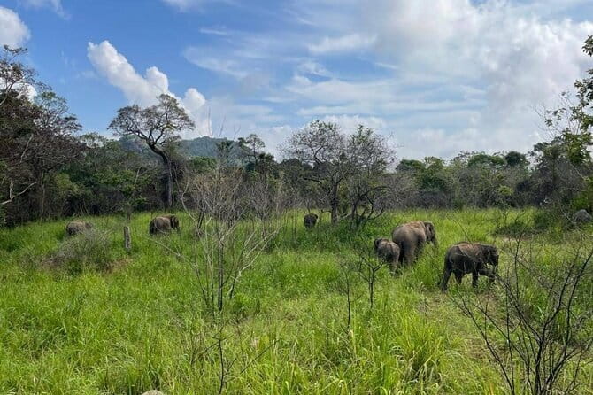 Hurulu Eco Park Safari Adventure - Hurulu Eco Park Jeep Safari: a focused wildlife outing near Anuradhapura