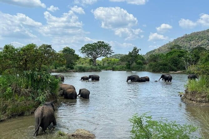 Hurulu Eco Park Safari Adventure - Stop inside Hurulu Eco Park: elephants, deer, peacocks, buffalo, and birds