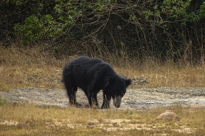 Jeep Safari at Kumana National Park - Why a private jeep safari in Kumana works so well