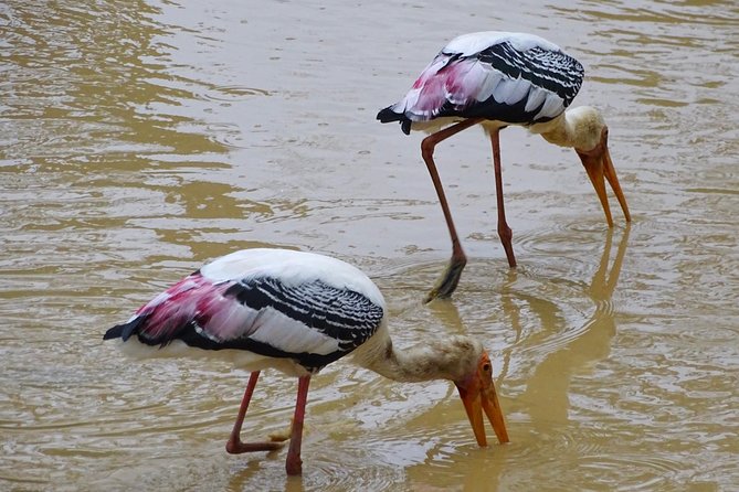 Jeep Safari at Kumana National Park - Getting to Kumana: door pickup and a 6-hour wildlife rhythm