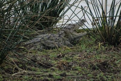 Jeep Safari at Kumana National Park - What you might see: birds, elephants, leopards, and the fishing cat