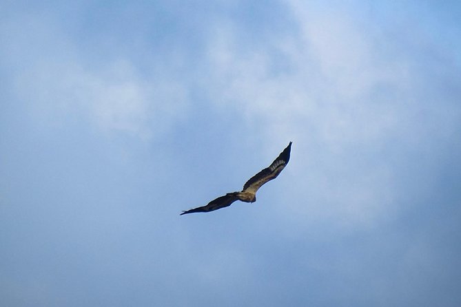 Jeep Safari at Kumana National Park - When to go for birds: May–June nesting at Kumana Villu