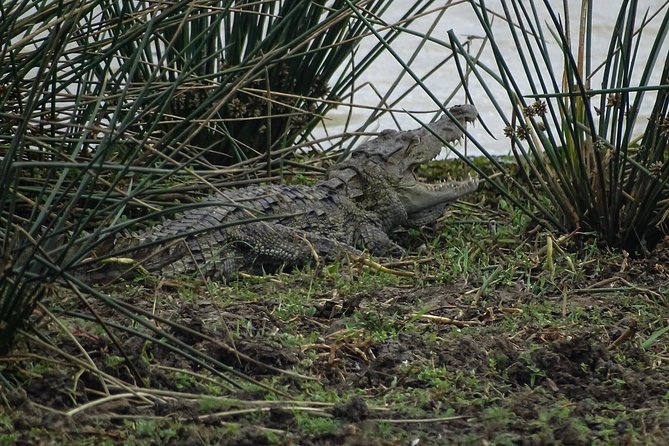 Jeep Safari at Kumana National Park - What you might see: birds, elephants, leopards, and the fishing cat