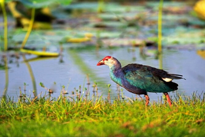 Kalametiya Bird Sanctuary Catamaran Bird Watching Tour - Key highlights to know before you go
