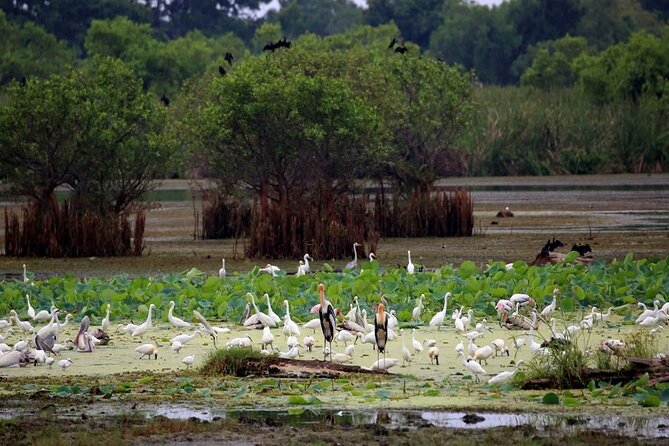 Kalametiya Bird Sanctuary Catamaran Bird Watching Tour - Getting to the boat: pickup that keeps the day simple