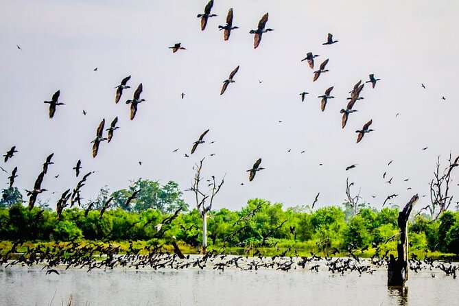 Kalametiya Bird Sanctuary Catamaran Bird Watching Tour - What you can realistically spot: kingfishers, eagles, and more
