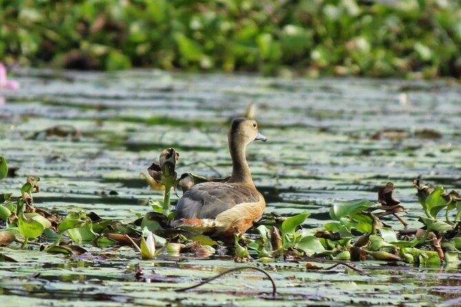 Kalametiya Bird Sanctuary Catamaran Bird Watching Tour - Galle timing: how the 3–5 hours works for your schedule