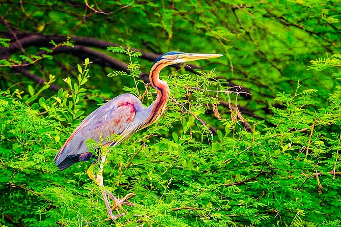 Kalametiya Bird Sanctuary Catamaran Bird Watching Tour - Price and value: is $55 per person fair for this birding setup?