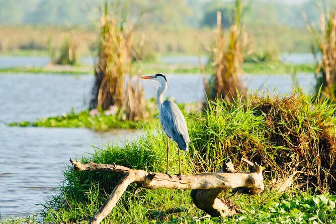 Kalametiya Bird Sanctuary Catamaran Bird Watching Tour - Private tour comfort with Sigiritrip Tours: what you gain