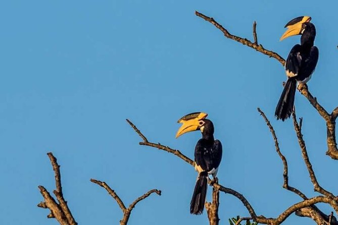 Kalametiya Bird Sanctuary Catamaran Bird Watching Tour - Who should book this Kalametiya catamaran bird tour