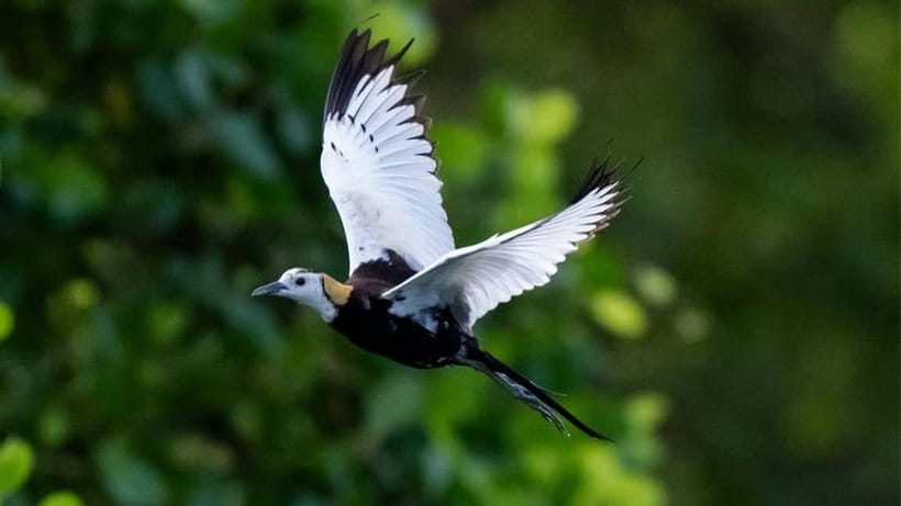 Kalametiya Sanctuary: Bird Watching by Private Boat Tour - Key Things to Know Before You Go