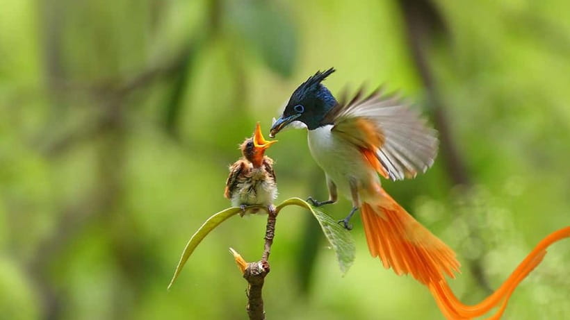 Kalametiya Sanctuary: Bird Watching by Private Boat Tour - Why Kalametiya’s Lagoons Make Birding Feel Easier